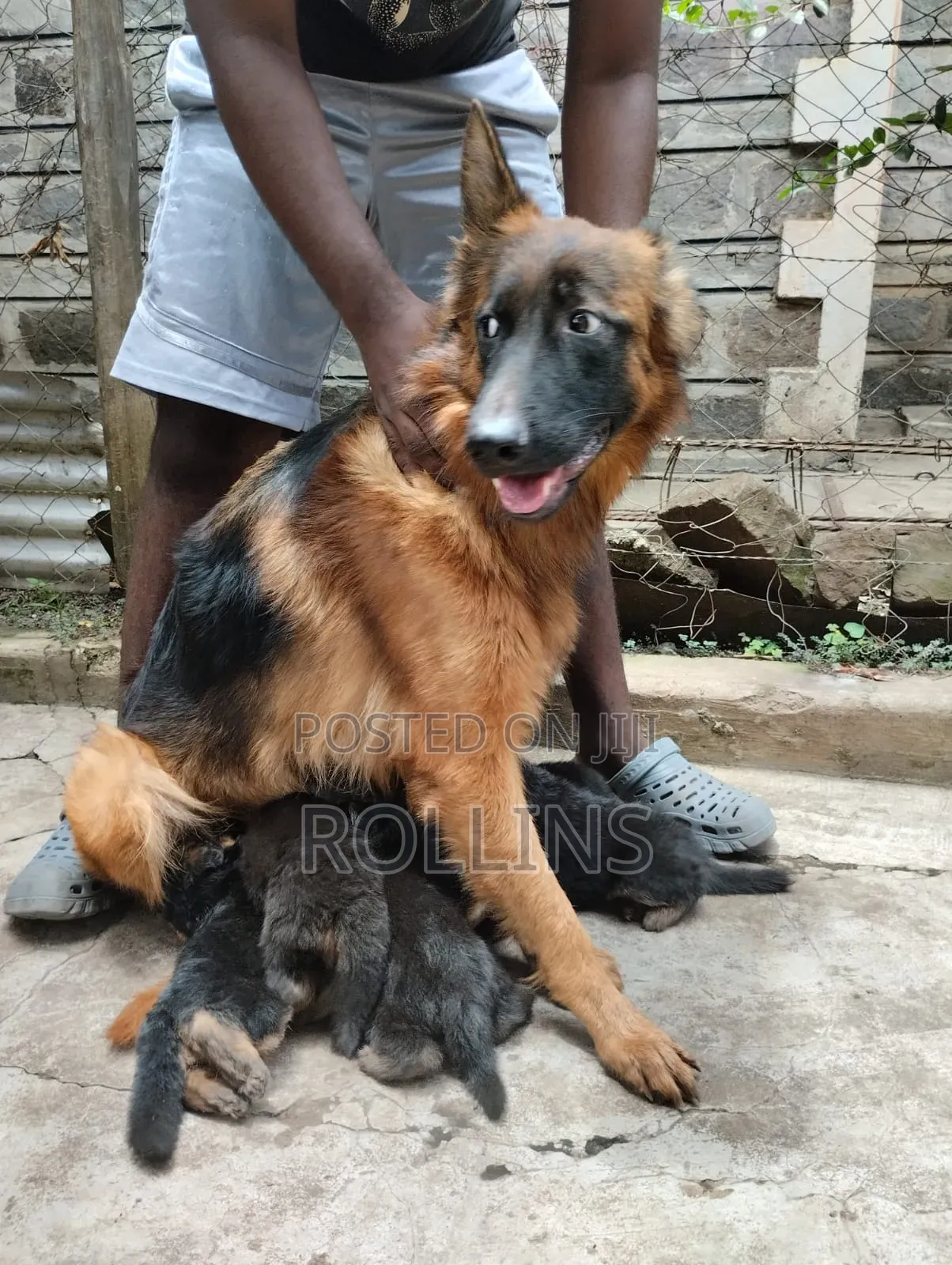1-3 months Female Purebred German Shepherd