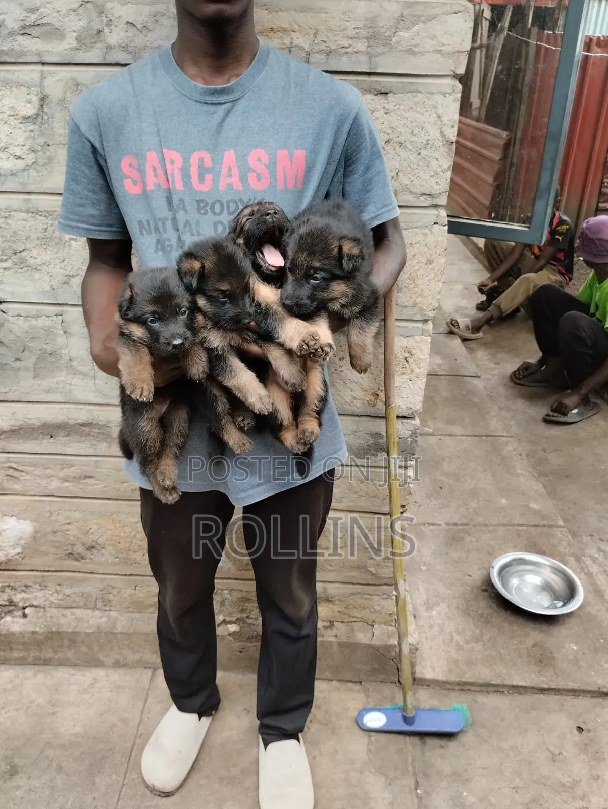 1-3 months Female Purebred German Shepherd