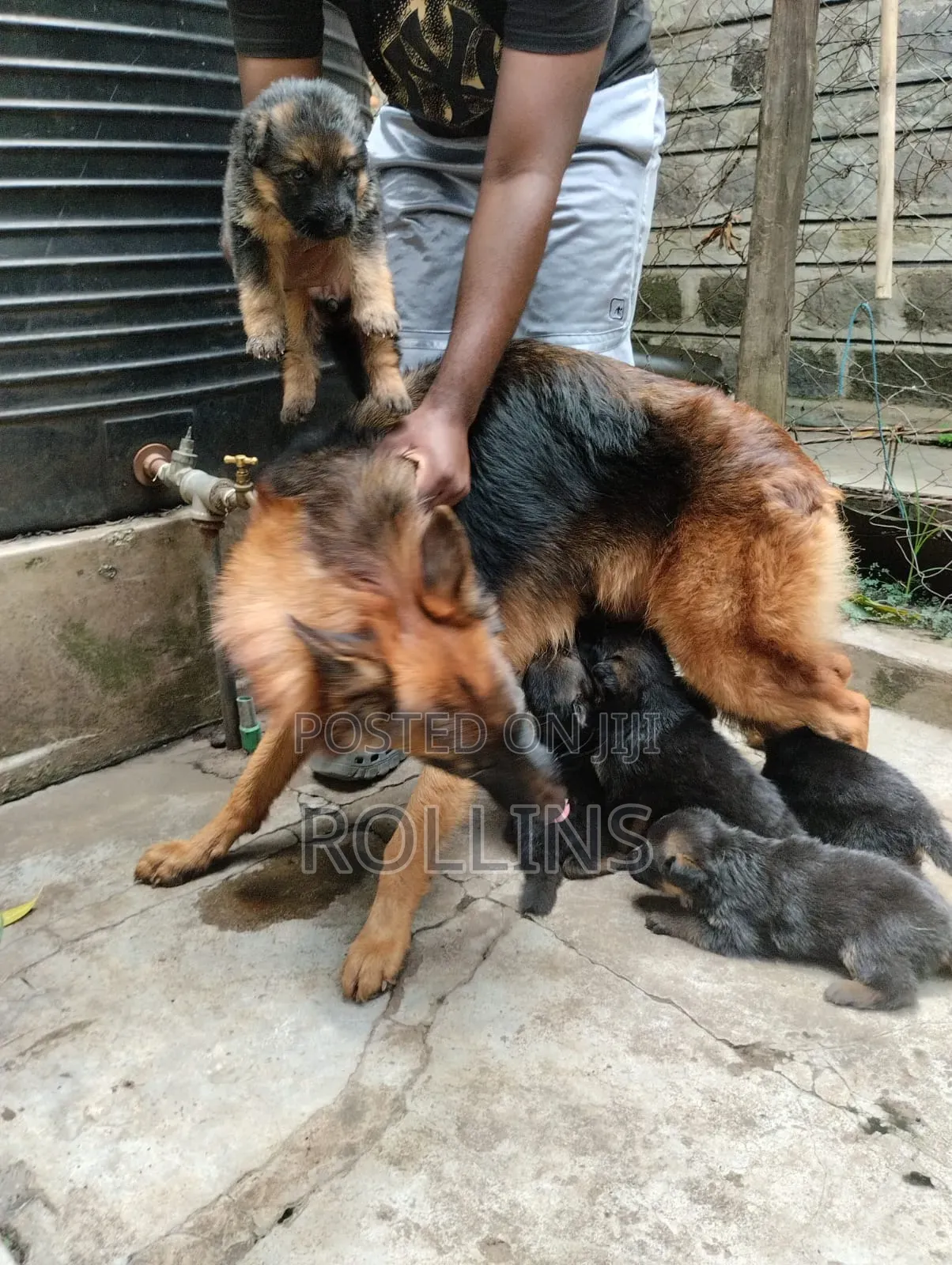 1-3 months Female Purebred German Shepherd