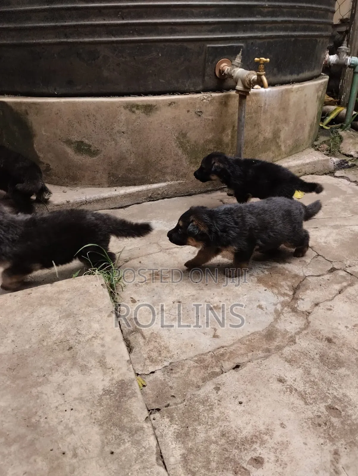 1-3 months Female Purebred German Shepherd