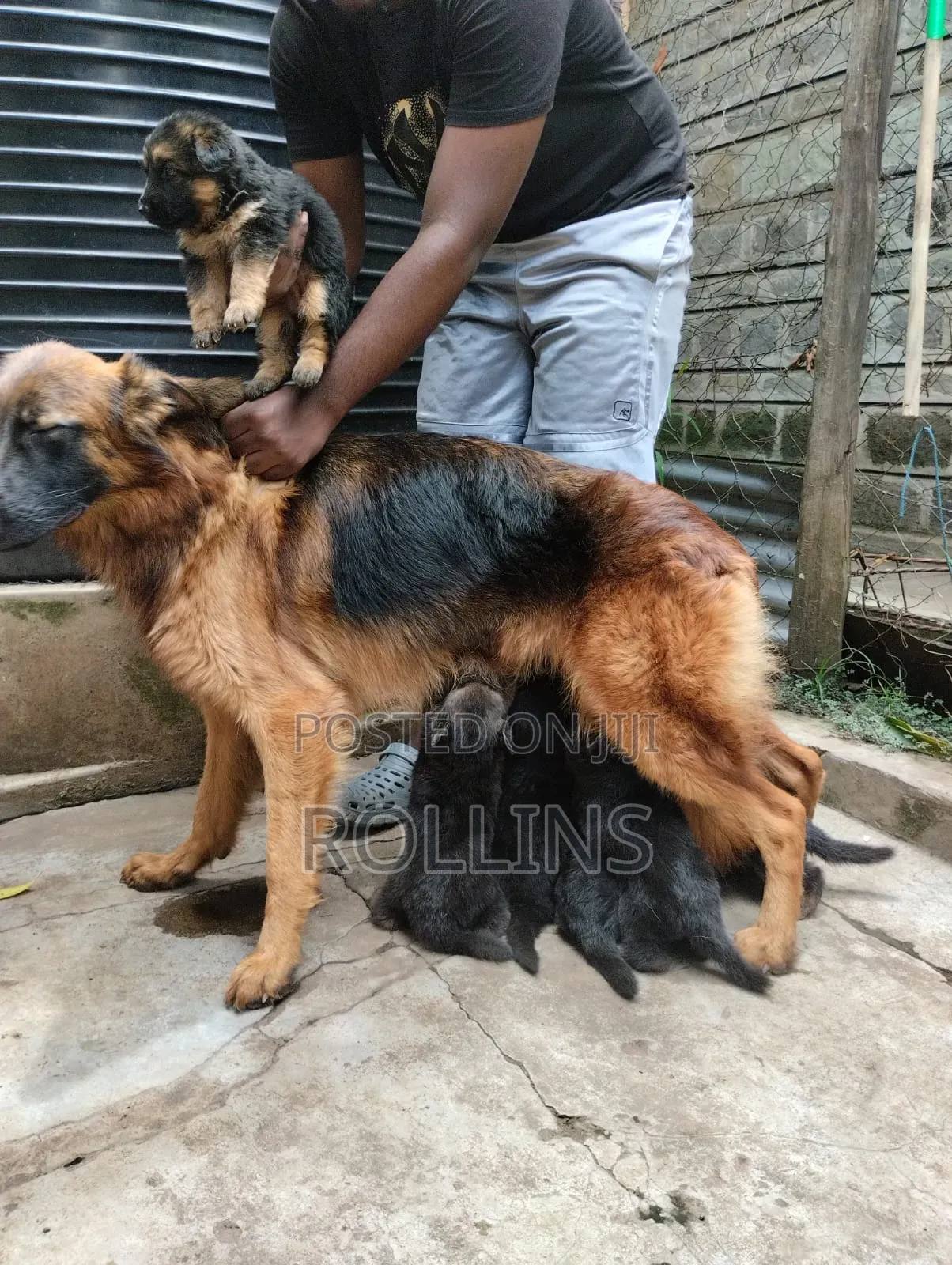 1-3 months Female Purebred German Shepherd