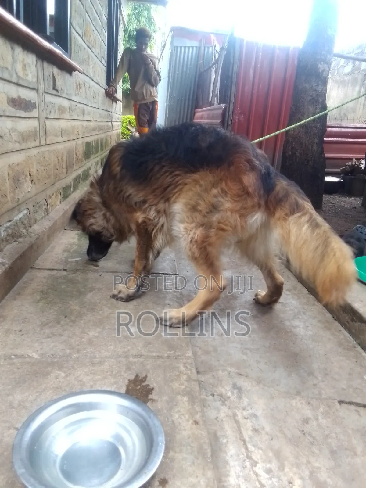 1-3 months Female Purebred German Shepherd