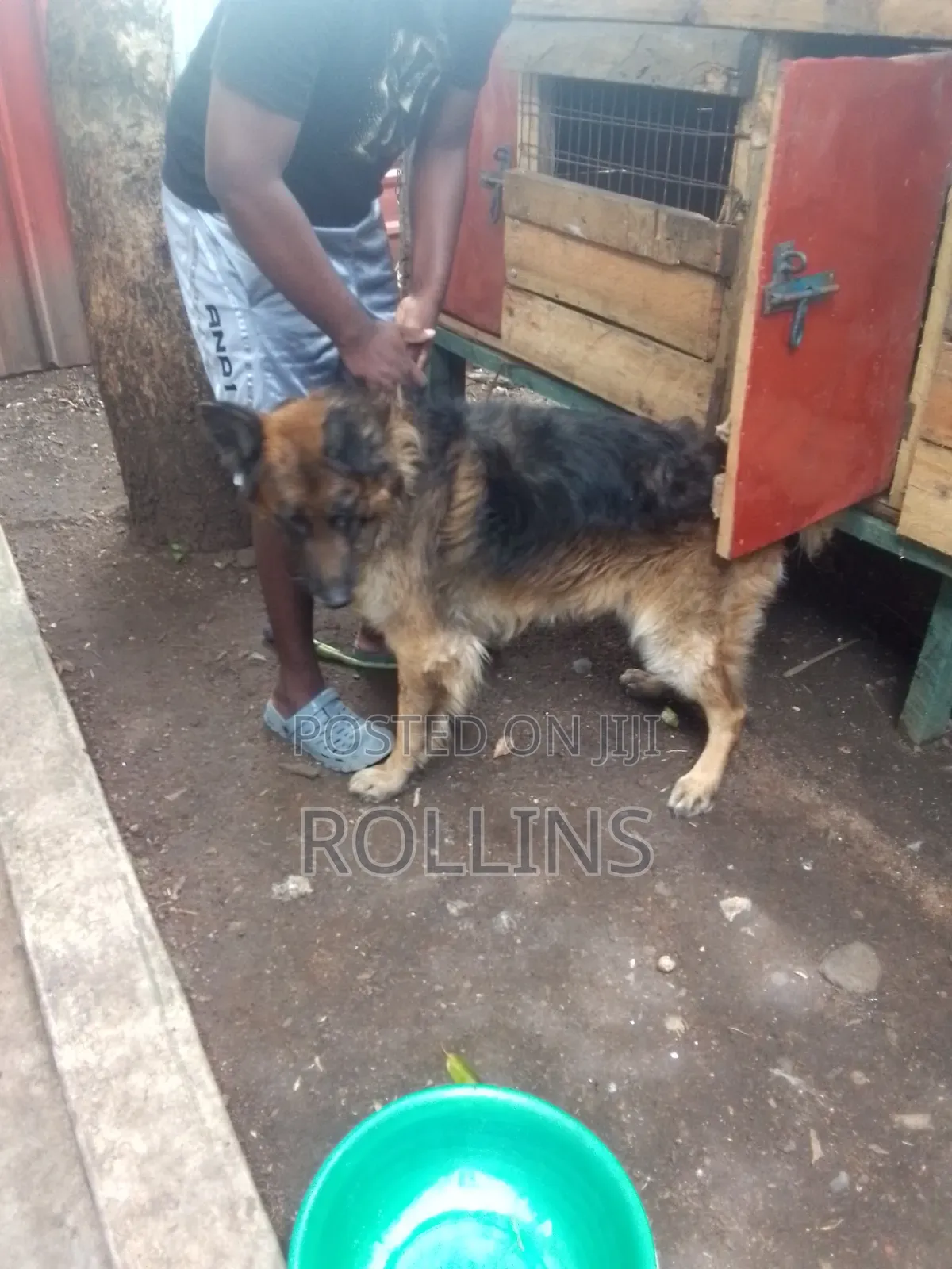 1-3 months Female Purebred German Shepherd