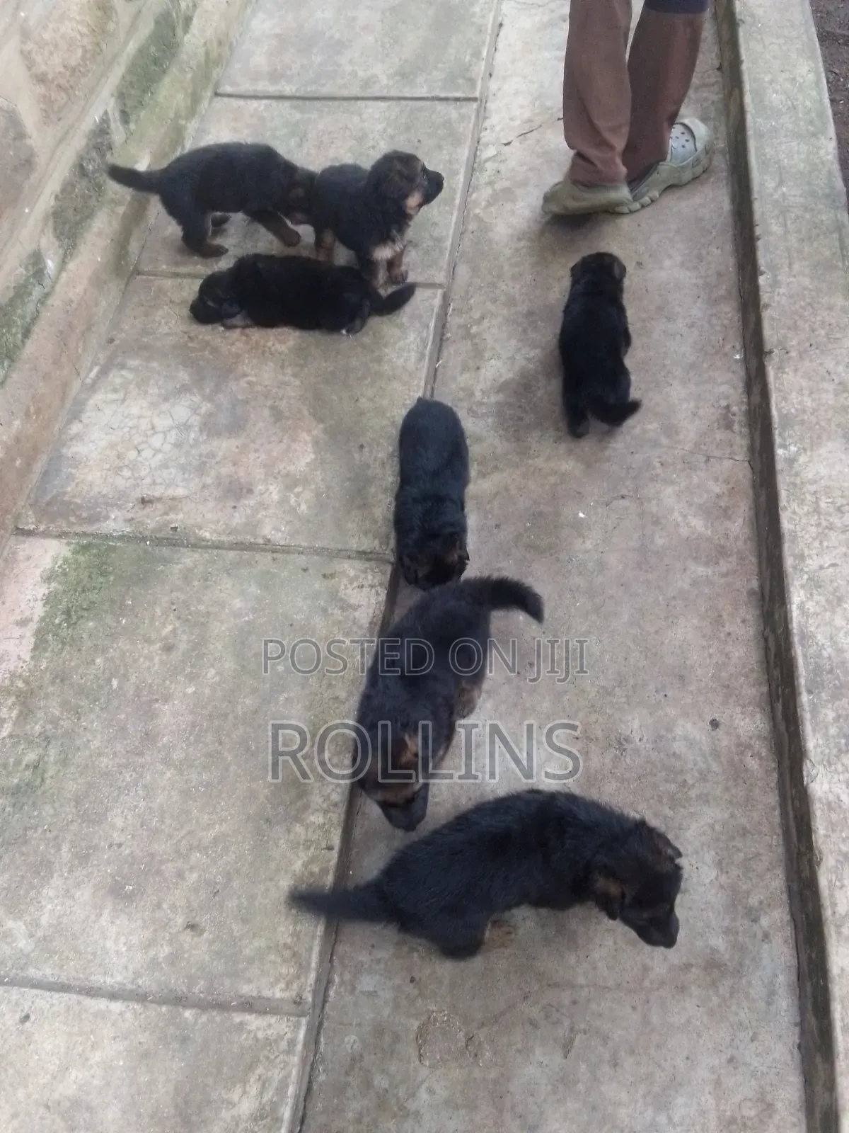 1-3 months Female Purebred German Shepherd