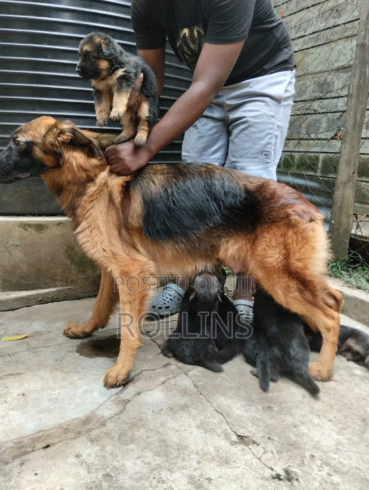 1-3 months Female Purebred German Shepherd