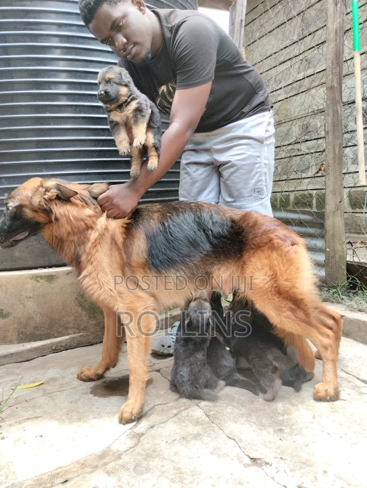 1-3 months Female Purebred German Shepherd