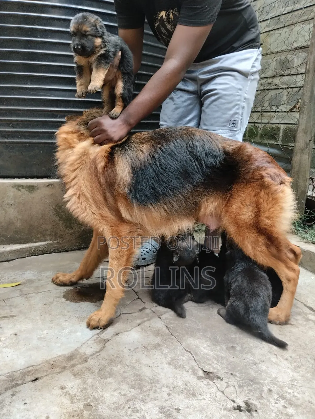 1-3 months Female Purebred German Shepherd