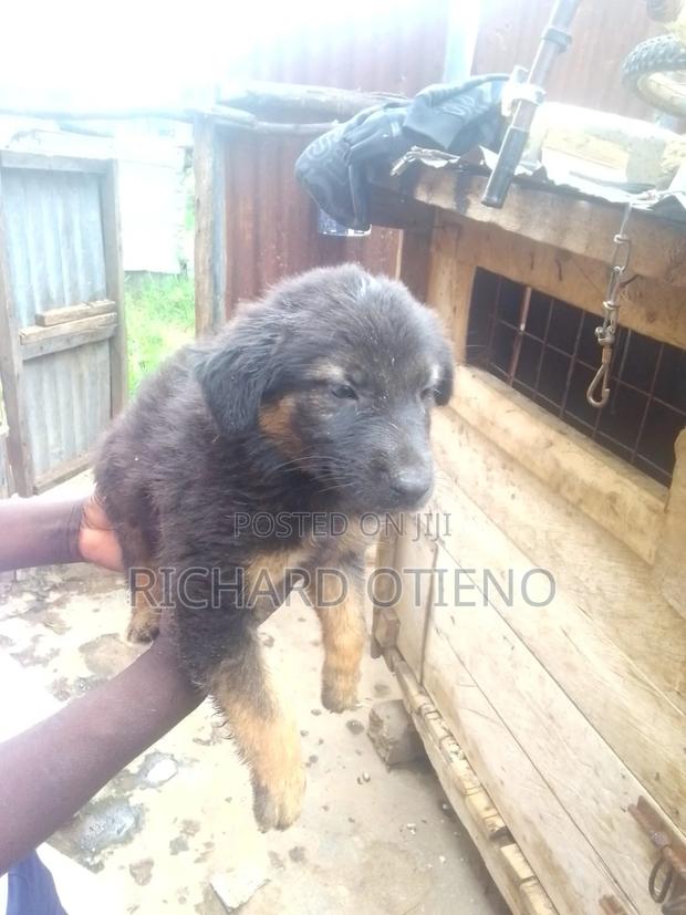 1-3 months Male Purebred German Shepherd