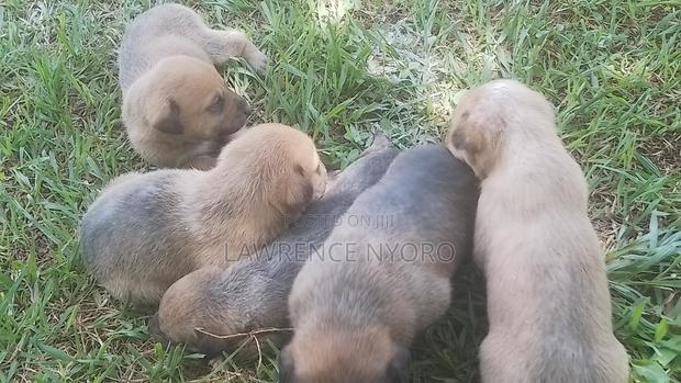 1-3 months Female Mixed Breed Dog