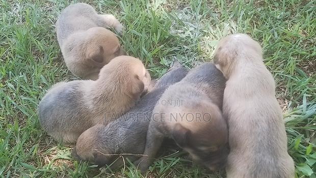 1-3 months Female Mixed Breed Dog - thumbnail 2