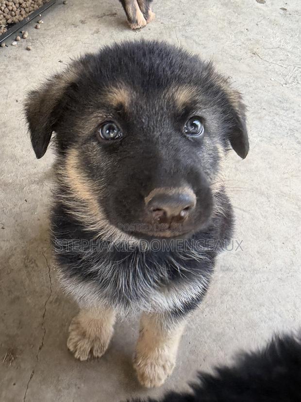 1-3 months Male Purebred German Shepherd - thumbnail 3
