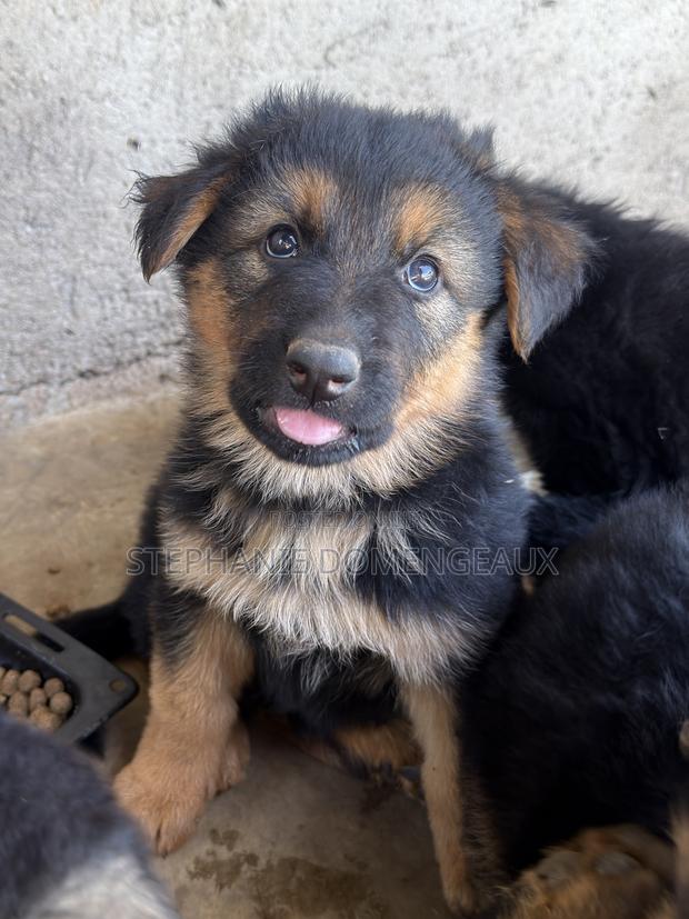 1-3 months Male Purebred German Shepherd - thumbnail 4