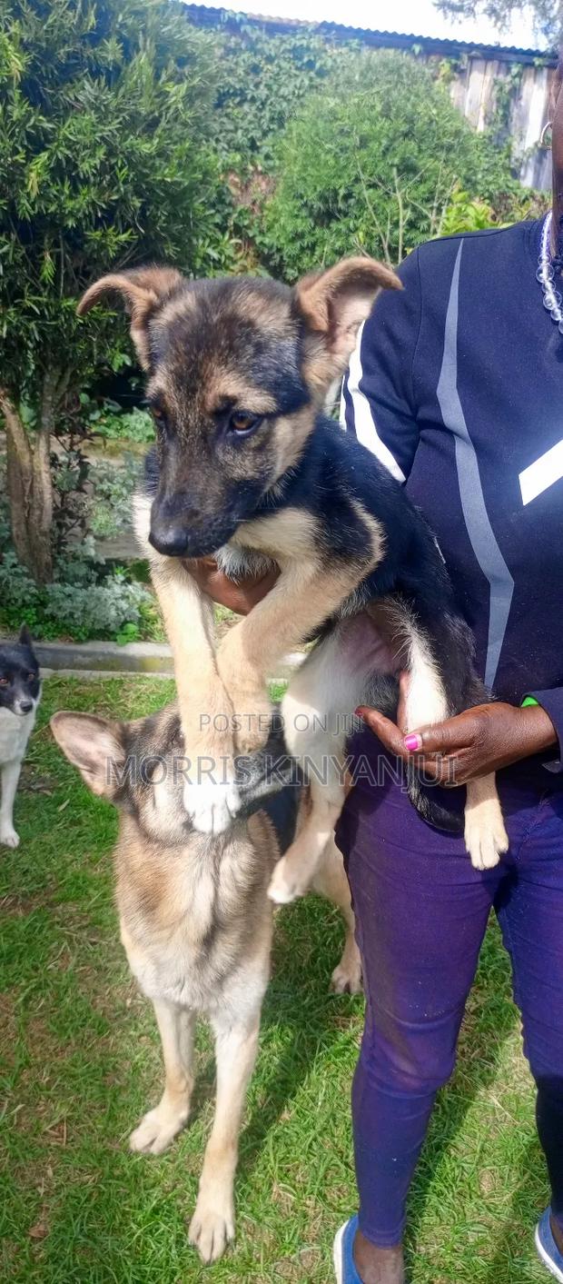3-6 months Female Purebred German Shepherd