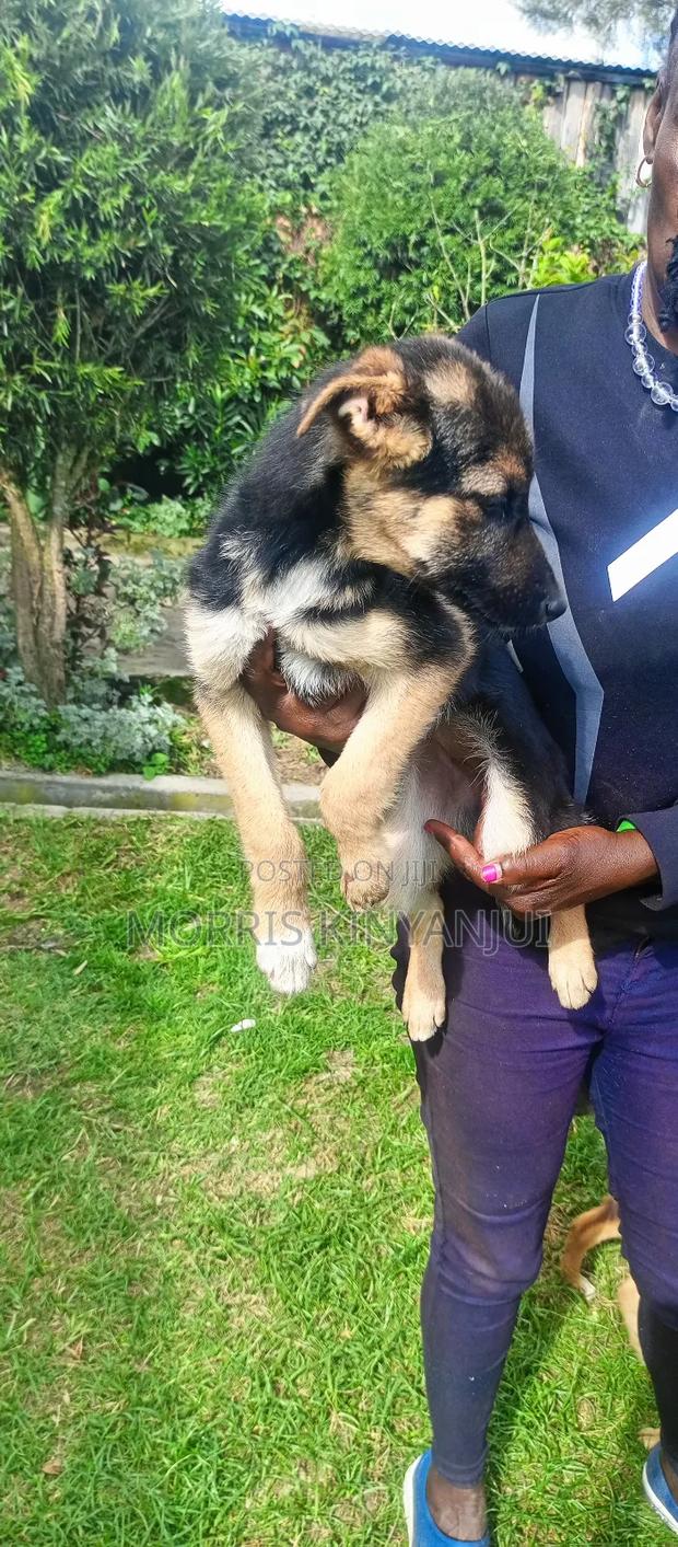 3-6 months Female Purebred German Shepherd - thumbnail 3