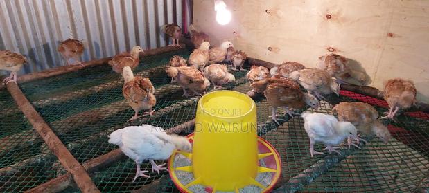 2 Weeks Improved Kienyenji Chicks