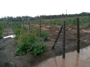 Fencing Posts