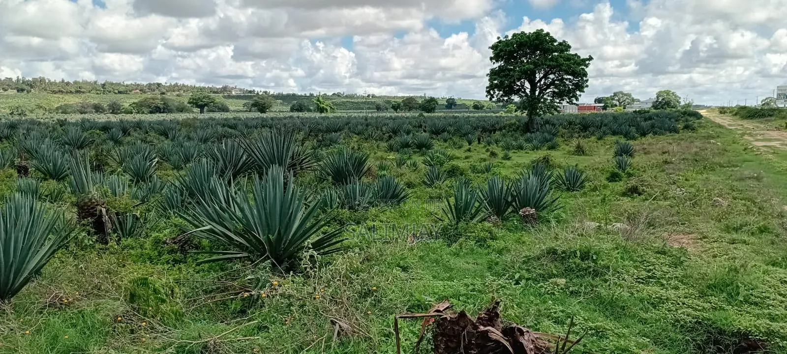 Vipingo Land for Sale