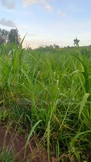 50by100 Plot for Sale in Maragua Town