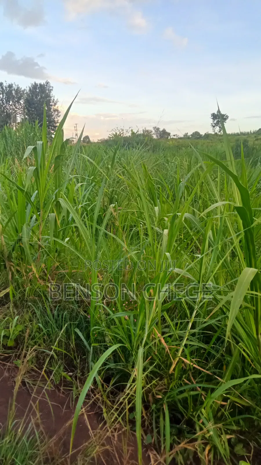 50by100 Plot for Sale in Maragua Town