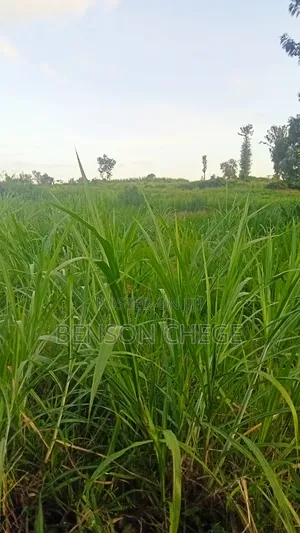 50by100 Plot for Sale in Maragua Town