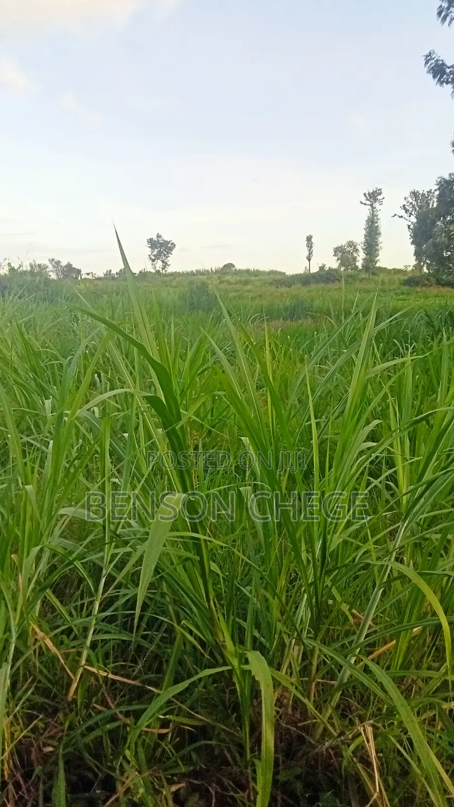 50by100 Plot for Sale in Maragua Town