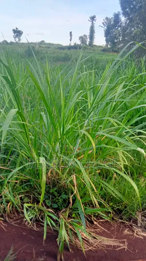 50by100 Plot for Sale in Maragua Town