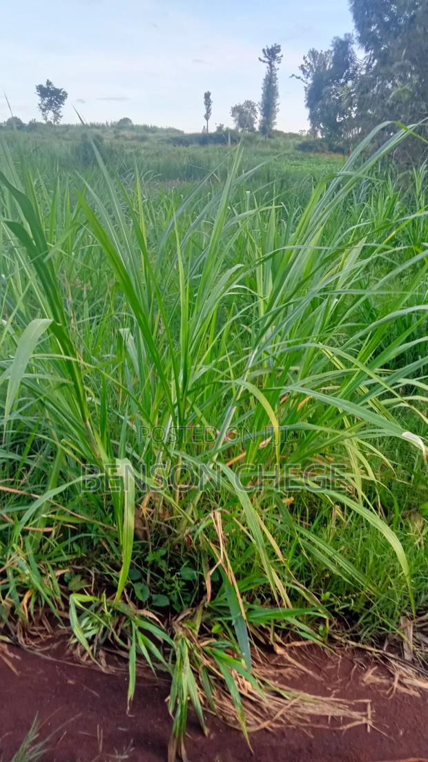 50by100 Plot for Sale in Maragua Town - thumbnail 4