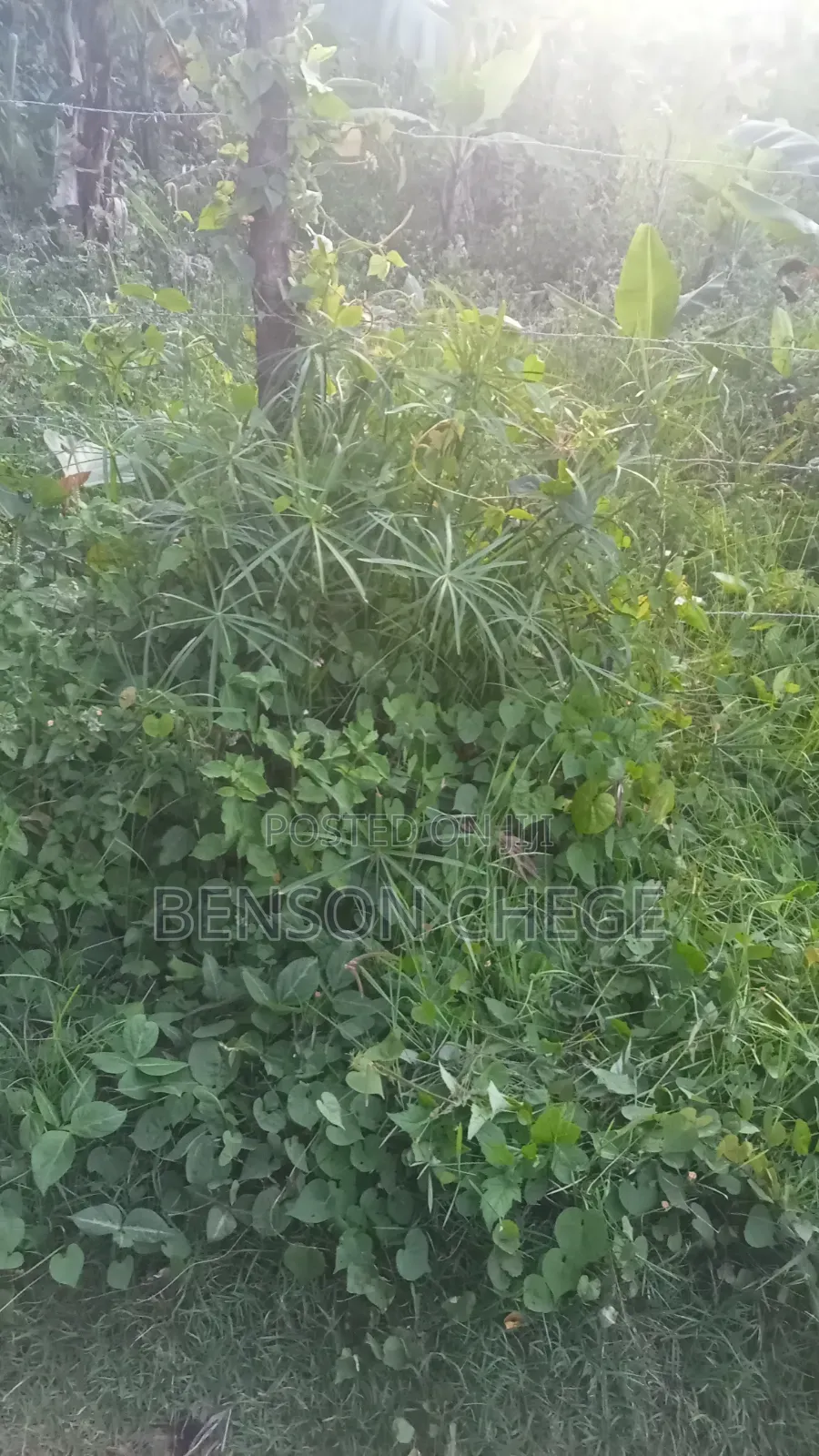 50by100plot for Sale in Maragua Town