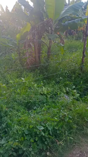 50by100plot for Sale in Maragua Town