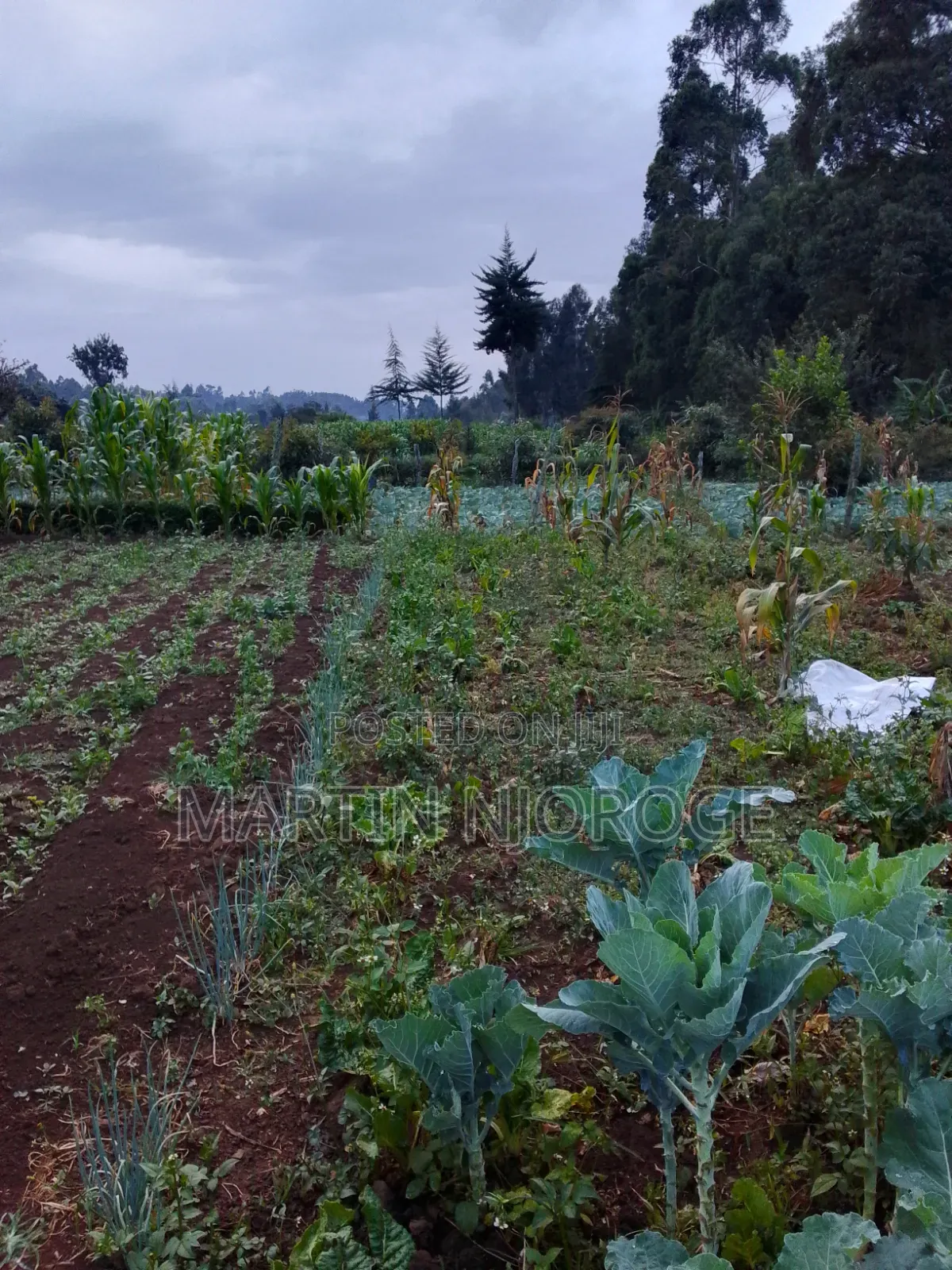 3⁄4 Acre Gitithia, Uplands