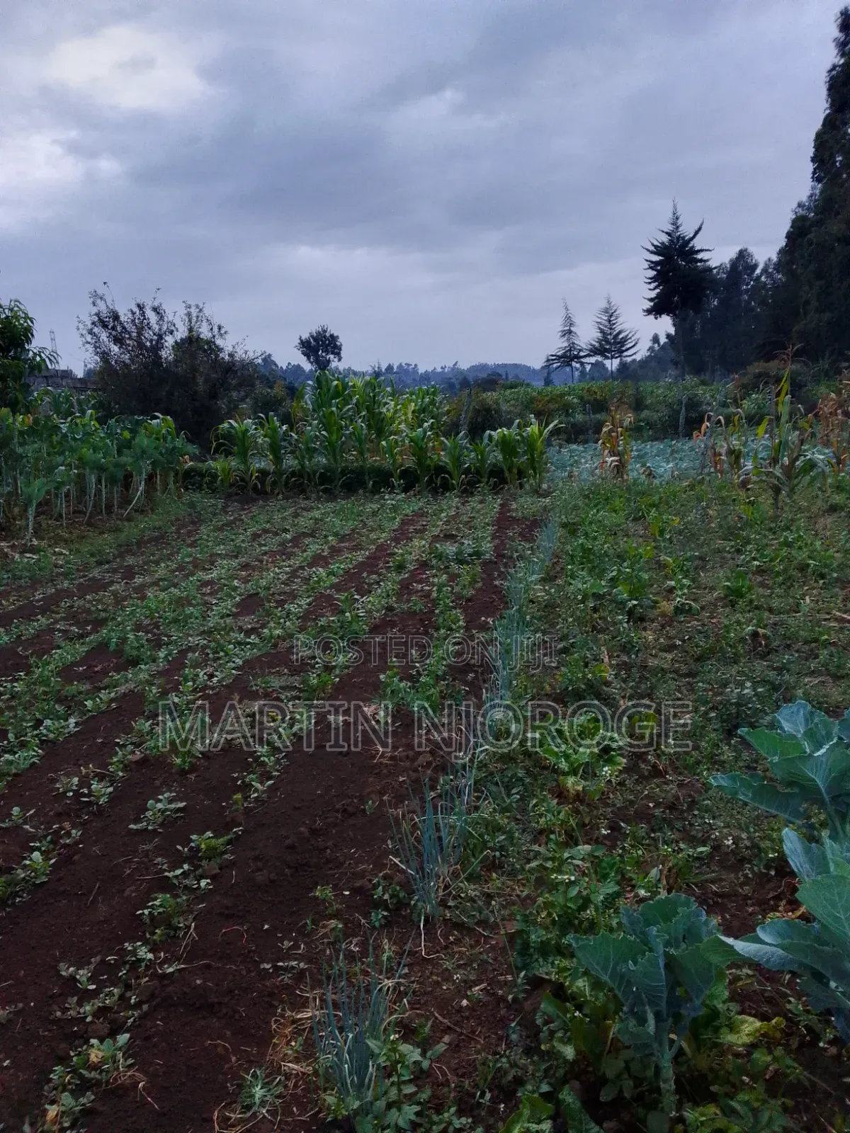 3⁄4 Acre Gitithia, Uplands