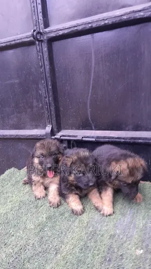 1-3 months Female Purebred German Shepherd