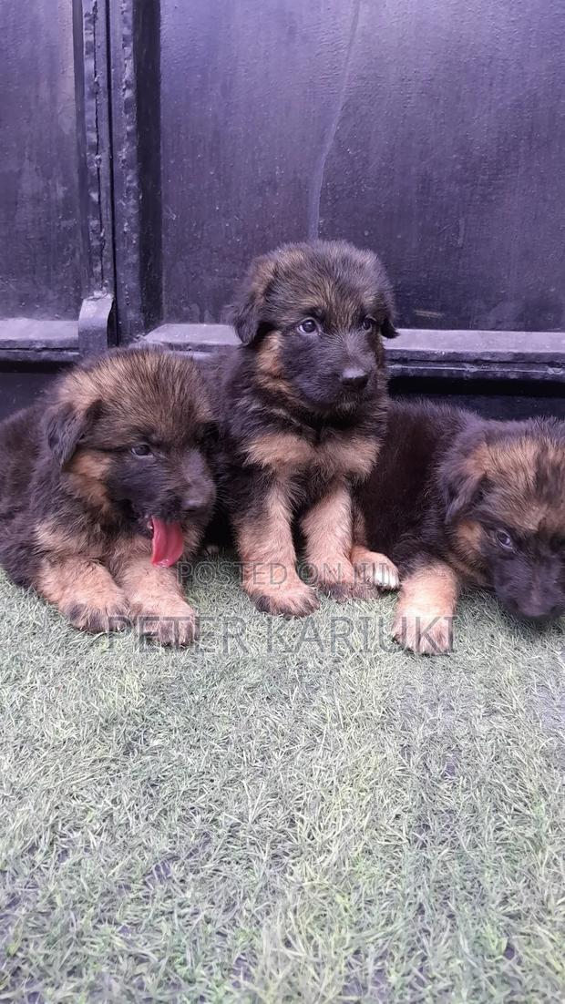 1-3 months Female Purebred German Shepherd - thumbnail 2