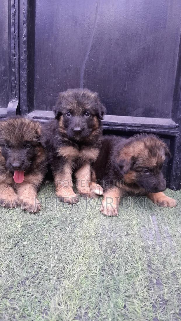 1-3 months Female Purebred German Shepherd - thumbnail 3