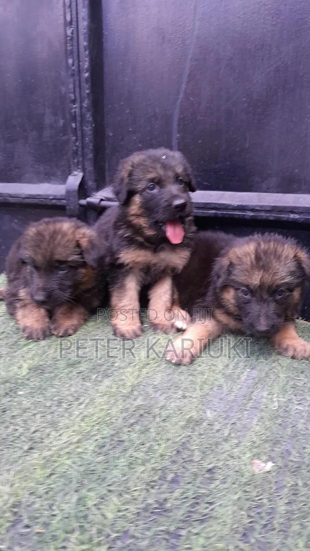1-3 months Female Purebred German Shepherd - thumbnail 4