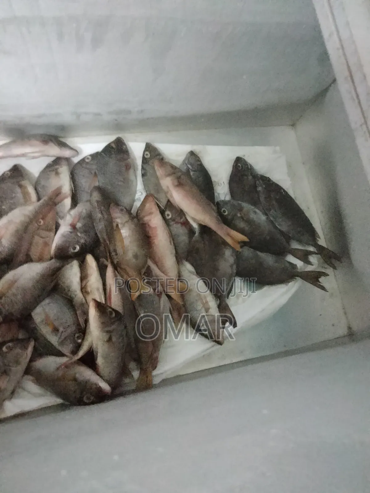 Fresh Fish