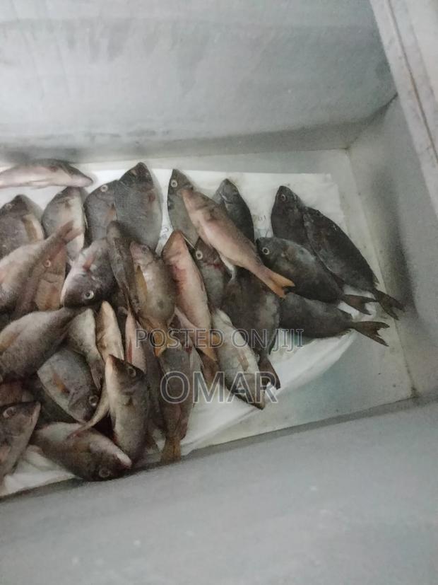 Fresh Fish - thumbnail 2