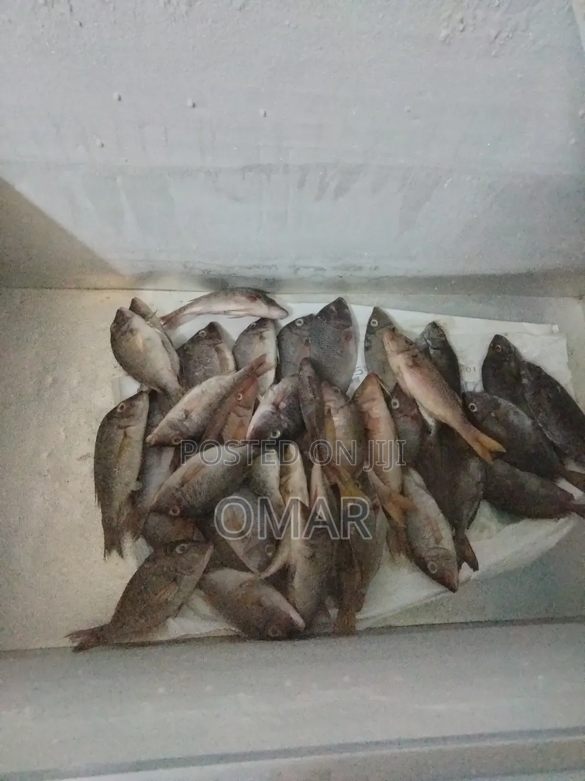 Fresh Fish