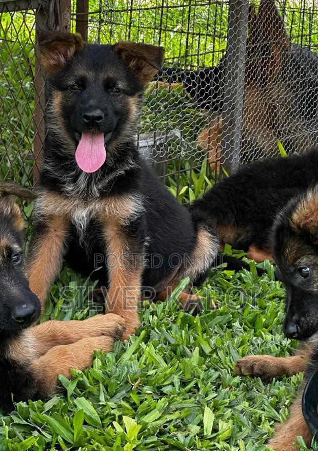 3-6 months Male Purebred German Shepherd