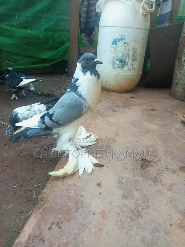 Single Female Pouter