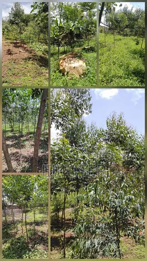 Land on Sale