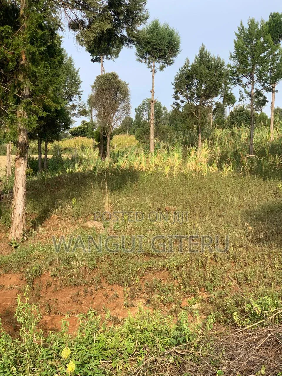 50 X 100 Plots: Prime Nanyuki-Timau (Ethi) Plots!