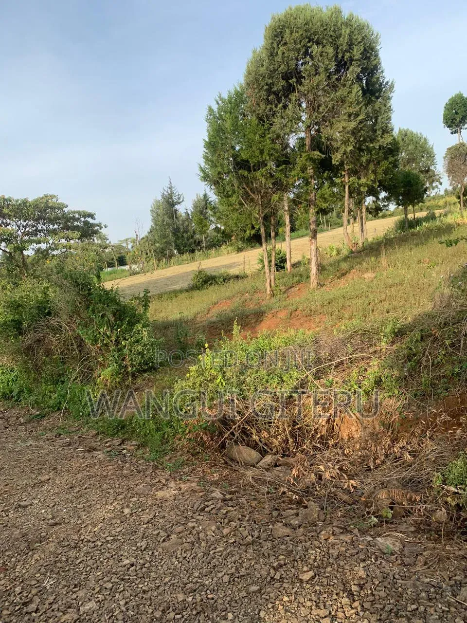 50 X 100 Plots: Prime Nanyuki-Timau (Ethi) Plots!