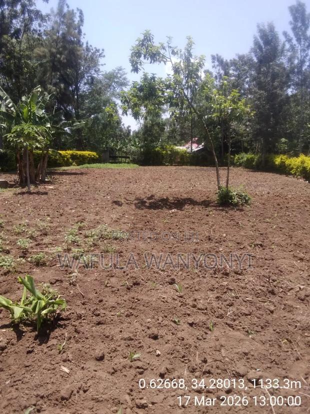100 by 100 Kajei After Malaba - main view