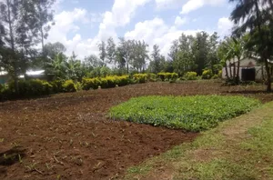 100 by 100 Kajei After Malaba