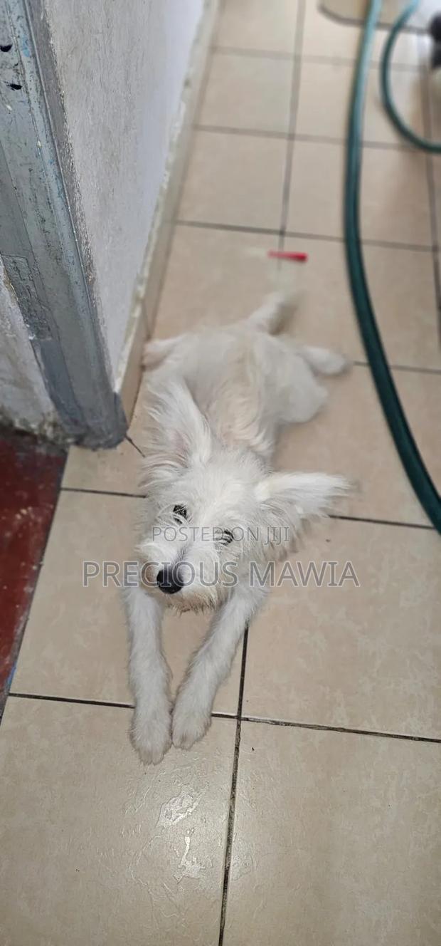 6-12 months Male Purebred West Highland White Terrier
