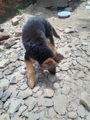 1-3 months Male Purebred German Shepherd
