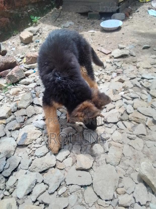 1-3 months Male Purebred German Shepherd