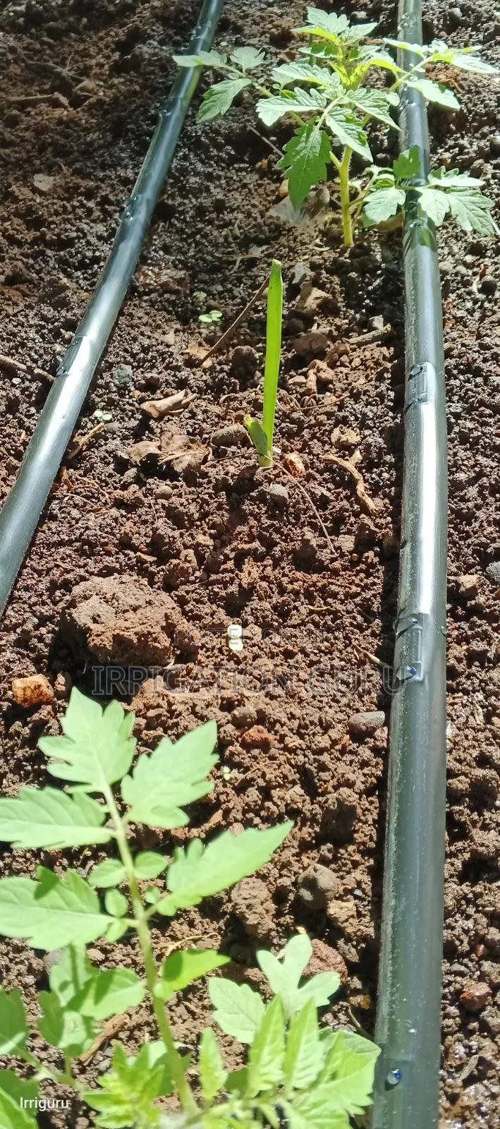 Drip Irrigation For Cassava