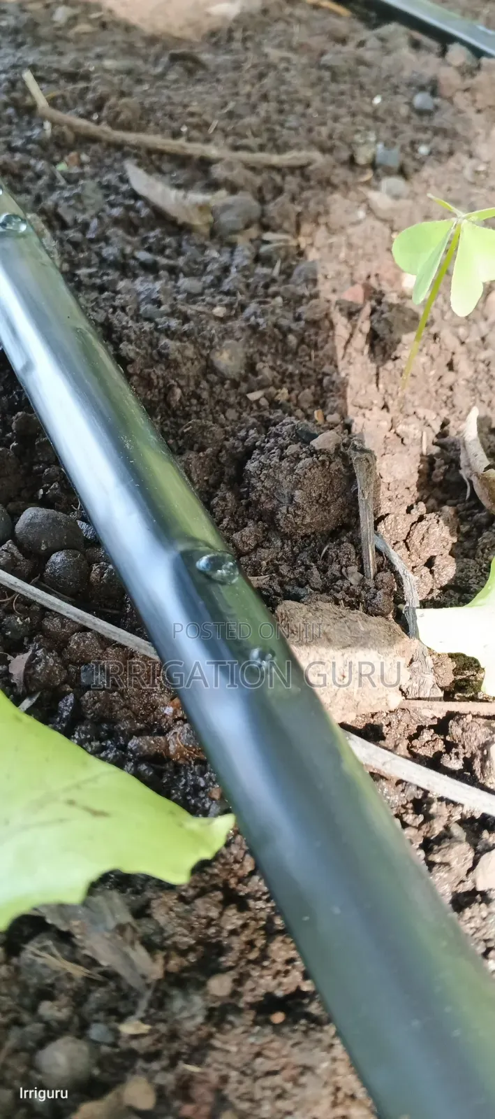 Drip Irrigation Tube for Kales